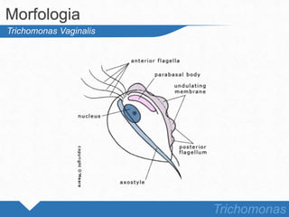 Morfologia
Trichomonas
Trichomonas Vaginalis
 