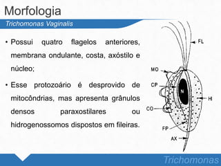 • Possui quatro flagelos anteriores,
membrana ondulante, costa, axóstilo e
núcleo;
• Esse protozoário é desprovido de
mitocôndrias, mas apresenta grânulos
densos paraxostilares ou
hidrogenossomos dispostos em fileiras.
Morfologia
Trichomonas
Trichomonas Vaginalis
 