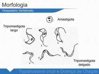 Morfologia
Trypanosoma cruzi e Doença de Chagas
Hospedeiro Vertebrado
Tripomastigota
delgado
Amastigota
Tripomastigota
largo
 