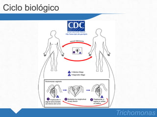 Ciclo biológico
Trichomonas
 