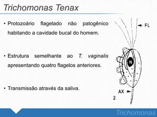• Protozoário flagelado não patogênico
habitando a cavidade bucal do homem.
• Estrutura semelhante ao T. vaginalis
apresentando quatro flagelos anteriores.
• Transmissão através da saliva.
Trichomonas Tenax
Trichomonas
 