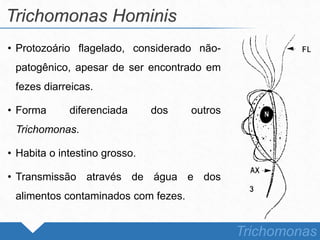 • Protozoário flagelado, considerado não-
patogênico, apesar de ser encontrado em
fezes diarreicas.
• Forma diferenciada dos outros
Trichomonas.
• Habita o intestino grosso.
• Transmissão através de água e dos
alimentos contaminados com fezes.
Trichomonas Hominis
Trichomonas
 