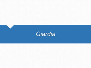 Giardia
 