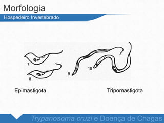 Morfologia
Trypanosoma cruzi e Doença de Chagas
Hospedeiro Invertebrado
Epimastigota Tripomastigota
 