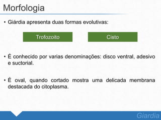 • Giárdia apresenta duas formas evolutivas:
• É conhecido por varias denominações: disco ventral, adesivo
e suctorial.
• É oval, quando cortado mostra uma delicada membrana
destacada do citoplasma.
Morfologia
Giardia
Trofozoito Cisto
 