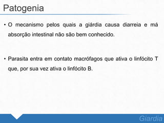 • O mecanismo pelos quais a giárdia causa diarreia e má
absorção intestinal não são bem conhecido.
• Parasita entra em contato macrófagos que ativa o linfócito T
que, por sua vez ativa o linfócito B.
Patogenia
Giardia
 
