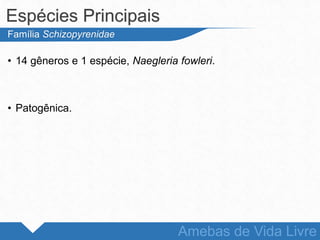 • 14 gêneros e 1 espécie, Naegleria fowleri.
• Patogênica.
Espécies Principais
Amebas de Vida Livre
Família Schizopyrenidae
 