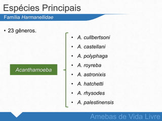 • 23 gêneros.
Espécies Principais
Amebas de Vida Livre
Família Harmanellidae
• A. cullbertsoni
• A. castellani
• A. polyphaga
• A. royreba
• A. astronixis
• A. hatchetti
• A. rhysodes
• A. palestinensis
Acanthamoeba
 