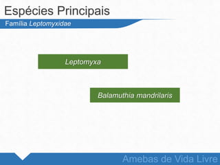 Espécies Principais
Amebas de Vida Livre
Família Leptomyxidae
Leptomyxa
Balamuthia mandrilaris
 