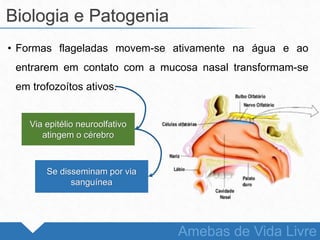 • Formas flageladas movem-se ativamente na água e ao
entrarem em contato com a mucosa nasal transformam-se
em trofozoítos ativos.
Biologia e Patogenia
Amebas de Vida Livre
Via epitélio neuroolfativo
atingem o cérebro
Se disseminam por via
sanguínea
 