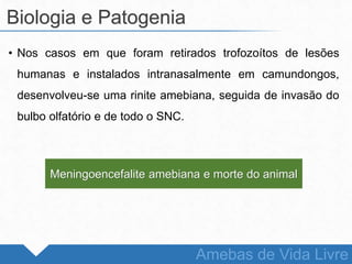 • Nos casos em que foram retirados trofozoítos de lesões
humanas e instalados intranasalmente em camundongos,
desenvolveu-se uma rinite amebiana, seguida de invasão do
bulbo olfatório e de todo o SNC.
Biologia e Patogenia
Amebas de Vida Livre
Meningoencefalite amebiana e morte do animal
 