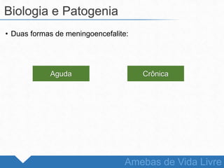 • Duas formas de meningoencefalite:
Biologia e Patogenia
Amebas de Vida Livre
Aguda Crônica
 