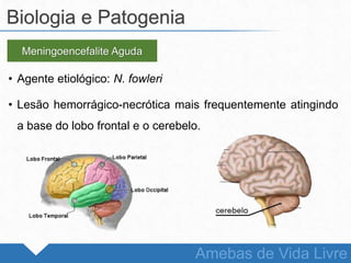 • Agente etiológico: N. fowleri
• Lesão hemorrágico-necrótica mais frequentemente atingindo
a base do lobo frontal e o cerebelo.
Biologia e Patogenia
Amebas de Vida Livre
Meningoencefalite Aguda
 