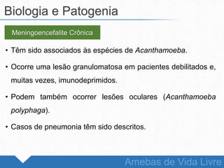 • Têm sido associados às espécies de Acanthamoeba.
• Ocorre uma lesão granulomatosa em pacientes debilitados e,
muitas vezes, imunodeprimidos.
• Podem também ocorrer lesões oculares (Acanthamoeba
polyphaga).
• Casos de pneumonia têm sido descritos.
Biologia e Patogenia
Amebas de Vida Livre
Meningoencefalite Crônica
 