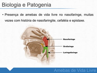 • Presença de amebas de vida livre no nasofaringe, muitas
vezes com história de nasofaringite, cefaléia e epistaxe.
Biologia e Patogenia
Amebas de Vida Livre
 