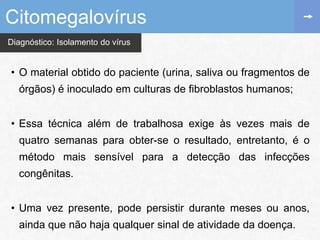 Diagnóstico: Isolamento do vírus
• O material obtido do paciente (urina, saliva ou fragmentos de
órgãos) é inoculado em culturas de fibroblastos humanos;
• Essa técnica além de trabalhosa exige às vezes mais de
quatro semanas para obter-se o resultado, entretanto, é o
método mais sensível para a detecção das infecções
congênitas.
• Uma vez presente, pode persistir durante meses ou anos,
ainda que não haja qualquer sinal de atividade da doença.
Citomegalovírus
 