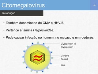 Introdução
• Também denominado de CMV e HHV-5.
• Pertence à família Herpesviridae.
• Pode causar infecção no homem, no macaco e em roedores.
Citomegalovírus
 