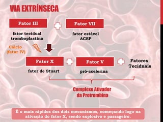 VIAEXTRÍNSECA
Fator III Fator VII
Fator X
fator tecidual
tromboplastina
fator estável
ACSP
Cálcio
(fator IV)
fator de Stuart
É o mais rápidos dos dois mecanismos, começando logo na
ativação do fator X, sendo explosivo e passageiro.
Fator V Fatores
Teciduais
pró-acelerina
Complexo Ativador
da Protrombina
 