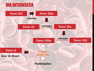 VIAINTRÍNSECA
Fator XII
Cálcio
(fator IV)
contato
Fator XIIa
Fator IX ativação Fator IXa
Fator VIIIFator VIIIa
ativação
Fosfolipídeo
Fator X
fator de Stuart
 