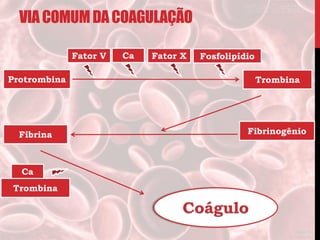 VIACOMUMDACOAGULAÇÃO
Protrombina Trombina
Fibrinogênio
Fator V Ca Fator X Fosfolipídio
Fibrina
Trombina
Ca
 