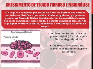 O Coágulo é composto por malha de fibras de fibrinas que cursam
em todas as direções e que retêm células sanguíneas, plaquetas e
plasma. As fibras de fibrina também aderem às superfícies lesadas
dos vasos sanguíneos; desse modo, o coágulo sanguíneo fica aderido
a qualquer abertura vascular, impedindo a continuação da perda de
sangue.
• A plasmina (versão ativa do
plasminogênio) é atraída pela
fibrina, degradando-a;
• Os restos do coágulo são
fagocitados por macrófagos e
eosinófilos;
CRESCIMENTODETECIDOFIBROSOEFIBRINÓLISE
 
