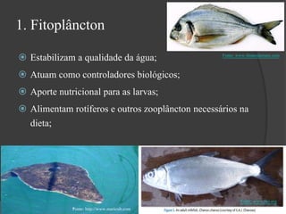 1. Fitoplâncton 
 Estabilizam a qualidade da água; 
 Atuam como controladores biológicos; 
 Aporte nutricional para as larvas; 
 Alimentam rotíferos e outros zooplâncton necessários na 
dieta; 
Fonte: www.ilmaredamare.com 
Fonte: www.fao.org 
Fonte: http://www.maricult.com 
 
