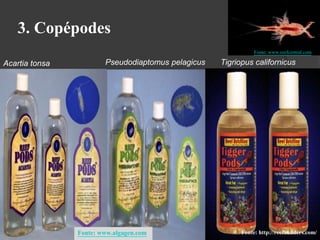 3. Copépodes 
Acartia tonsa Pseudodiaptomus pelagicus 
Fonte: www.algagen.com 
Fonte: www.reefcentral.com 
Tigriopus californicus 
Fonte: http://reefbuilders.com/ 
 