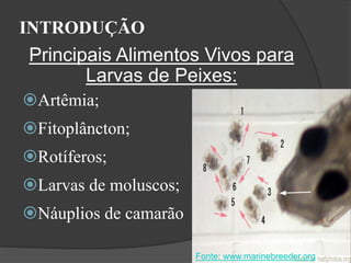 INTRODUÇÃO 
Principais Alimentos Vivos para 
Larvas de Peixes: 
Artêmia; 
Fitoplâncton; 
Rotíferos; 
Larvas de moluscos; 
Náuplios de camarão 
Fonte: www.marinebreeder.org 
 