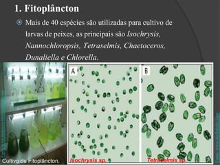 1. Fitoplâncton 
 Mais de 40 espécies são utilizadas para cultivo de 
larvas de peixes, as principais são Isochrysis, 
Nannochloropsis, Tetraselmis, Chaetoceros, 
Dunaliella e Chlorella. 
Fonte: www.thefishsite.com 
Fonte: www.malawicichlidhomepage.com 
Cultivo de Fitoplâncton. Isochrysis sp. Tetraselmis sp. 
 