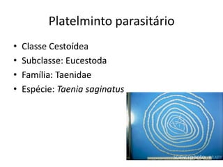 Platelminto parasitário
•   Classe Cestoídea
•   Subclasse: Eucestoda
•   Família: Taenidae
•   Espécie: Taenia saginatus
 