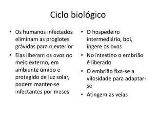 Ciclo biológico
• Os humanos infectados      • O hospedeiro
  eliminam as proglotes        intermediário, boi,
  grávidas para o exterior     ingere os ovos
• Elas liberam os ovos no    • No intestino o embrião
  meio externo, em             é liberado
  ambiente úmido e           • O embrião fixa-se a
  protegido de luz solar,      vilosidade para adaptar-
  podem manter-se              se
  infectantes por meses      • Atingem as veias
 