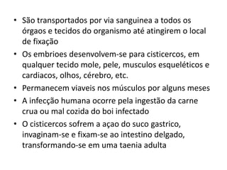 • São transportados por via sanguinea a todos os
  órgaos e tecidos do organismo até atingirem o local
  de fixação
• Os embrioes desenvolvem-se para cisticercos, em
  qualquer tecido mole, pele, musculos esqueléticos e
  cardiacos, olhos, cérebro, etc.
• Permanecem viaveis nos músculos por alguns meses
• A infecção humana ocorre pela ingestão da carne
  crua ou mal cozida do boi infectado
• O cisticercos sofrem a açao do suco gastrico,
  invaginam-se e fixam-se ao intestino delgado,
  transformando-se em uma taenia adulta
 