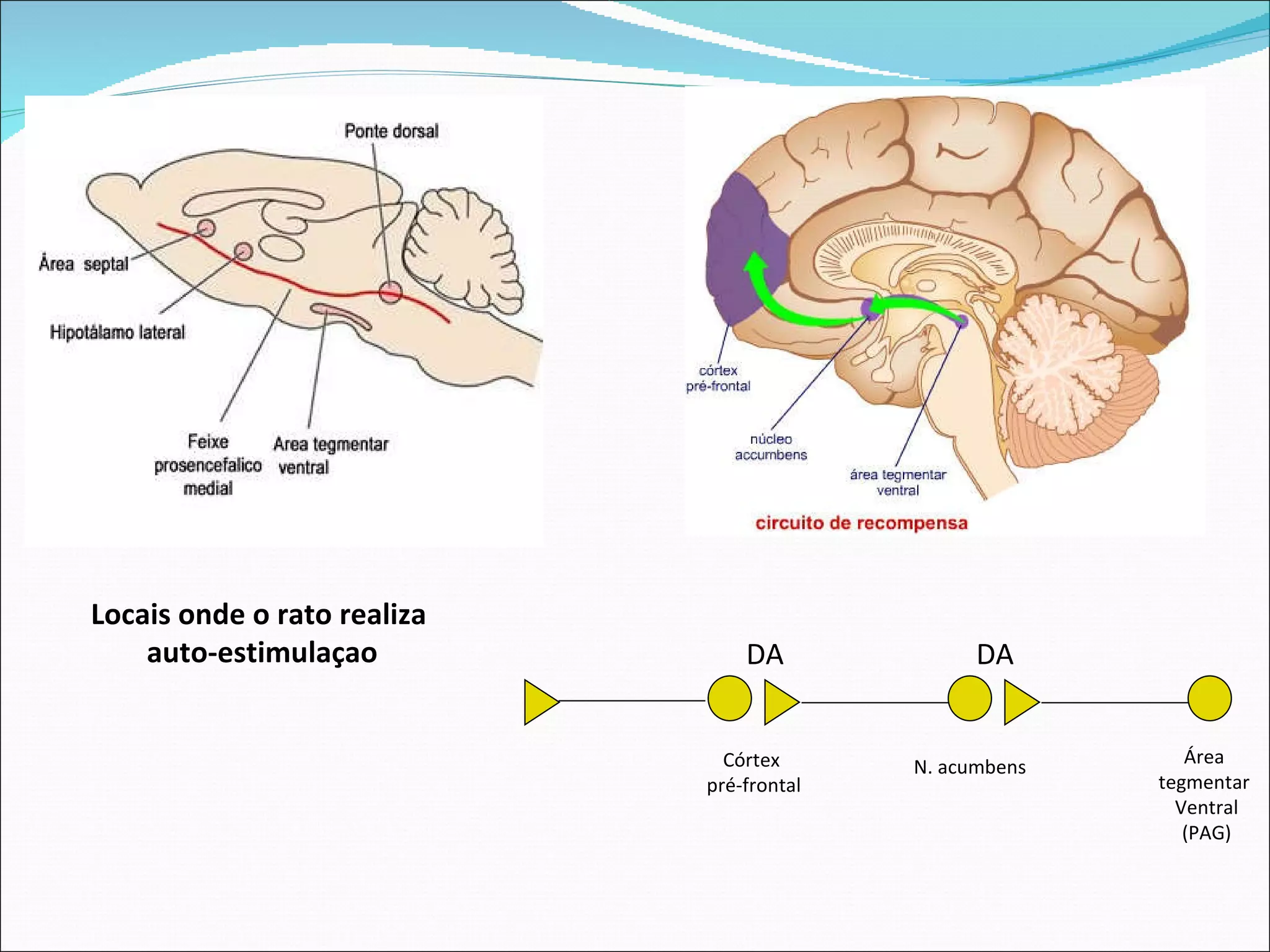 Área  tegmentar  Ventral (PAG) N. acumbens Córtex  pré-frontal DA DA Locais onde o rato realiza  auto-estimulaçao 
