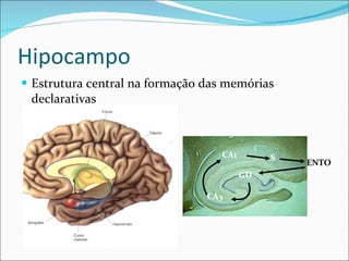 Hipocampo Estrutura central na formação das mem órias declarativas GD   CA3   S   CA1   ENTO   