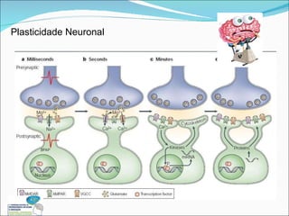 Plasticidade Neuronal 