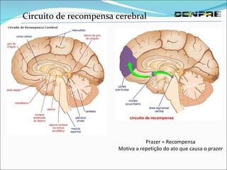 Circuito de recompensa cerebral Prazer = Recompensa Motiva a repetição do ato que causa o prazer 