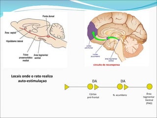 Área  tegmentar  Ventral (PAG) N. acumbens Córtex  pré-frontal DA DA Locais onde o rato realiza  auto-estimulaçao 