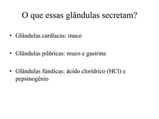 O que essas glândulas secretam?

• Glândulas cardíacas: muco

• Glândulas pilóricas: muco e gastrina

• Glândulas fúndicas: ácido clorídrico (HCl) e
  pepsinogênio
 