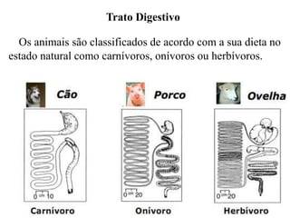 Trato Digestivo

  Os animais são classificados de acordo com a sua dieta no
estado natural como carnívoros, onívoros ou herbívoros.
 
