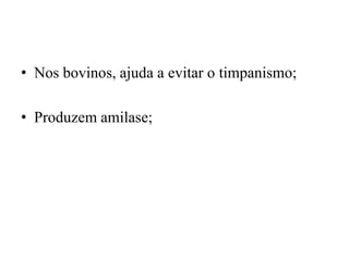 • Nos bovinos, ajuda a evitar o timpanismo;

• Produzem amilase;
 