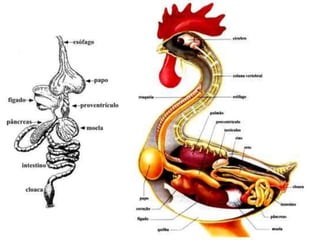 Seminário fisiologia