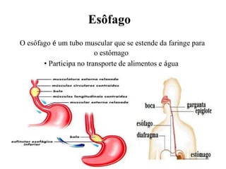 Esôfago
O esôfago é um tubo muscular que se estende da faringe para
                         o estômago
       • Participa no transporte de alimentos e água
 