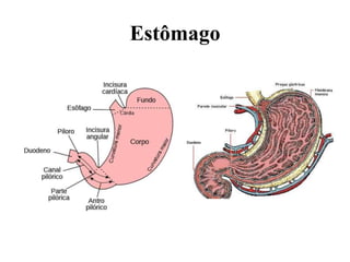 Estômago
 