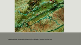 Pequenos veios de garnierita em piroxênito (parte de baixo) e saprólito (parte de cima)
2cm
 