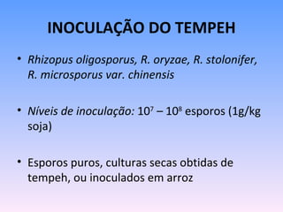 INOCULAÇÃO DO TEMPEH
• Rhizopus oligosporus, R. oryzae, R. stolonifer,
  R. microsporus var. chinensis

• Níveis de inoculação: 107 – 108 esporos (1g/kg
  soja)

• Esporos puros, culturas secas obtidas de
  tempeh, ou inoculados em arroz
 