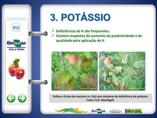 012
       Deficiências de K são frequentes;
       Existem respostas de aumento da produtividade e de
        qualidade pela aplicação de K.




      Folhas e frutos de macieira cv. Fuji com sintomas de deficiência de potássio.
                                 Fotos: G.R. Nachtigall.
 