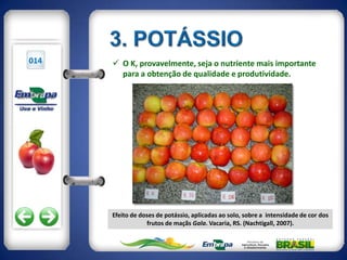 014    O K, provavelmente, seja o nutriente mais importante
        para a obtenção de qualidade e produtividade.




      Efeito de doses de potássio, aplicadas ao solo, sobre a intensidade de cor dos
                  frutos de maçãs Gala. Vacaria, RS. (Nachtigall, 2007).
 