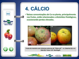 019   Baixas concentrações de Ca na planta, principalmente
       nos frutos, estão relacionados a distúrbios fisiológicos,
       ocasionando perdas elevadas.




      Frutos de macieira com sintomas externos de "bitter pit" - cv. Catarina (a) e cv.
                             Gala (b). Fotos: G.R. Nachtigall.
 