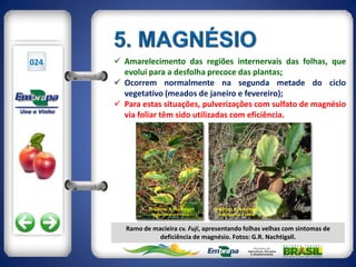 024    Amarelecimento das regiões internervais das folhas, que
        evolui para a desfolha precoce das plantas;
       Ocorrem normalmente na segunda metade do ciclo
        vegetativo (meados de janeiro e fevereiro);
       Para estas situações, pulverizações com sulfato de magnésio
        via foliar têm sido utilizadas com eficiência.




                © Gilmar R. Nachtigall   © Gilmar R. Nachtigall
                  Embrapa Uva e Vinho      Embrapa Uva e Vinho


         Ramo de macieira cv. Fuji, apresentando folhas velhas com sintomas de
                   deficiência de magnésio. Fotos: G.R. Nachtigall.
 