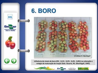 026




      Influência de níveis de boro (0% - 0,1% - 0,2% - 0,4% - 0,8%) na coloração e
          estágio de maturação de maçãs Gala. Vacaria, RS. (Nachtigall, 1995).
 